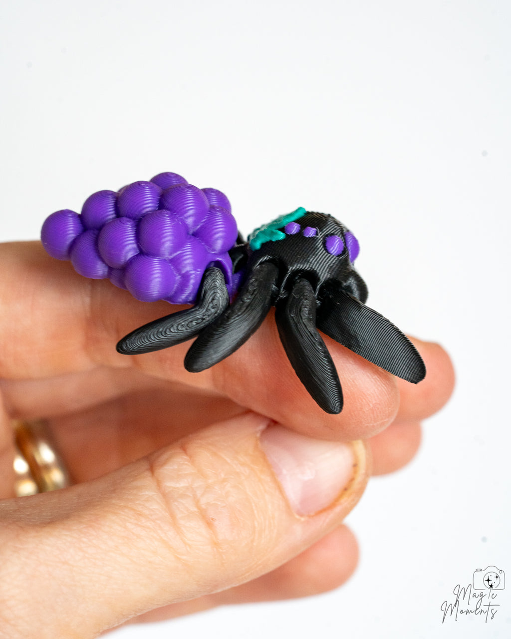 Grape spider held in hand