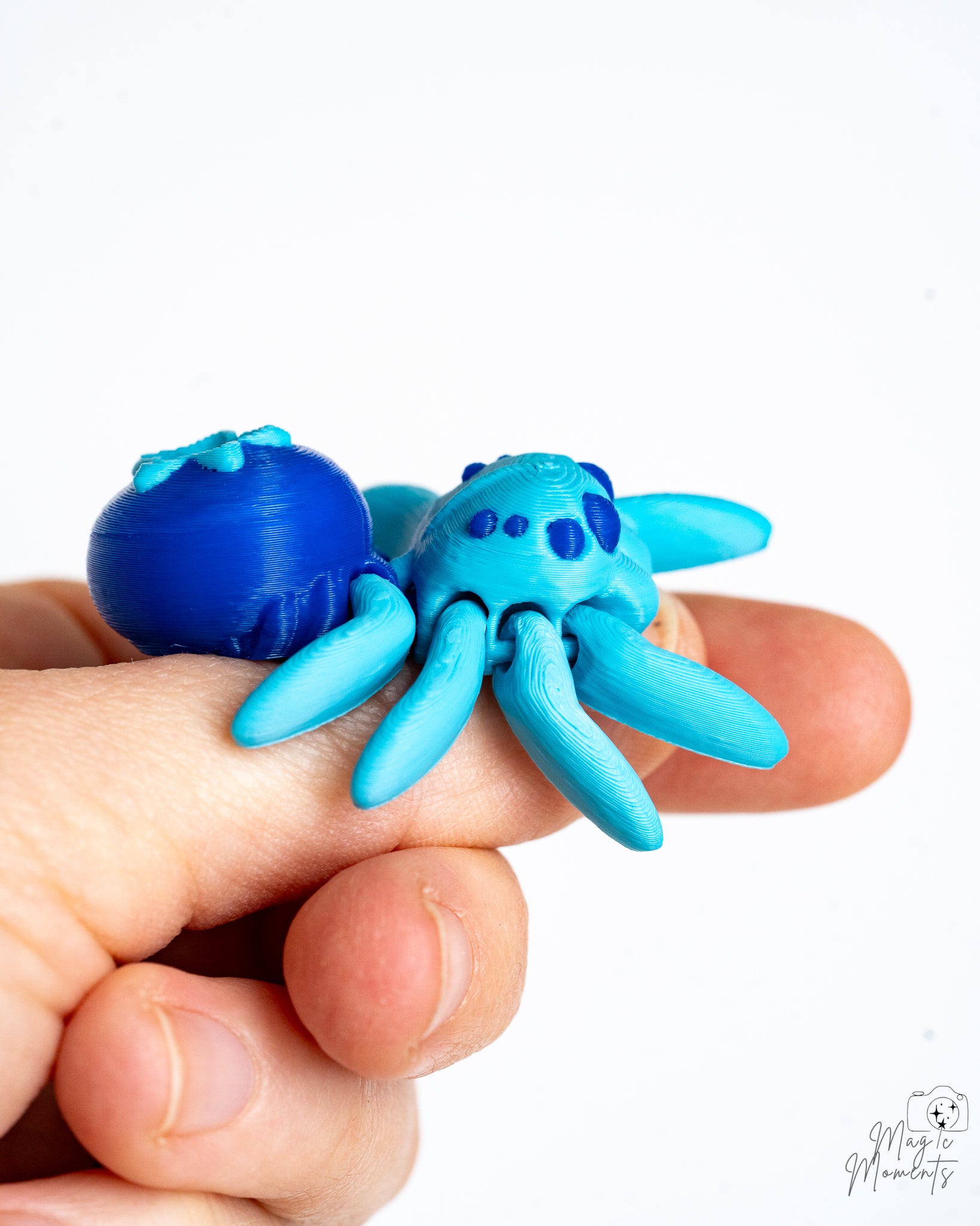 Blueberry spider held in hand