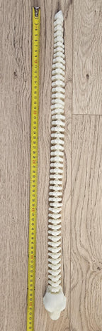 skeleton snake size reference 3d printed articulated figure with ruler