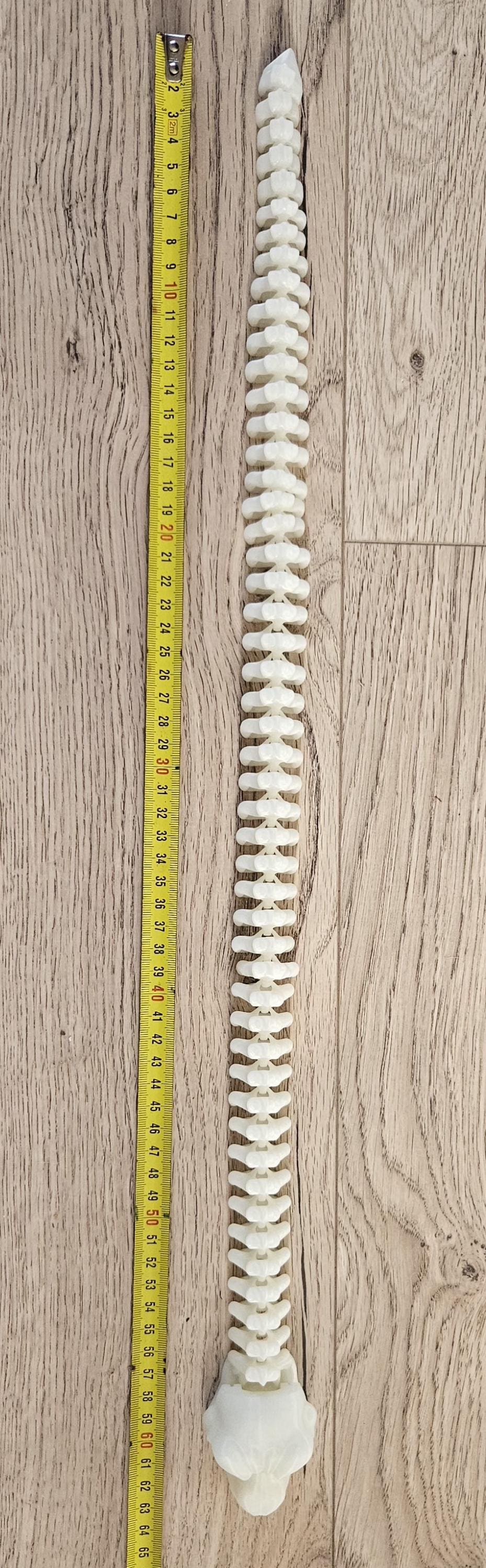 skeleton snake size reference 3d printed articulated figure with ruler
