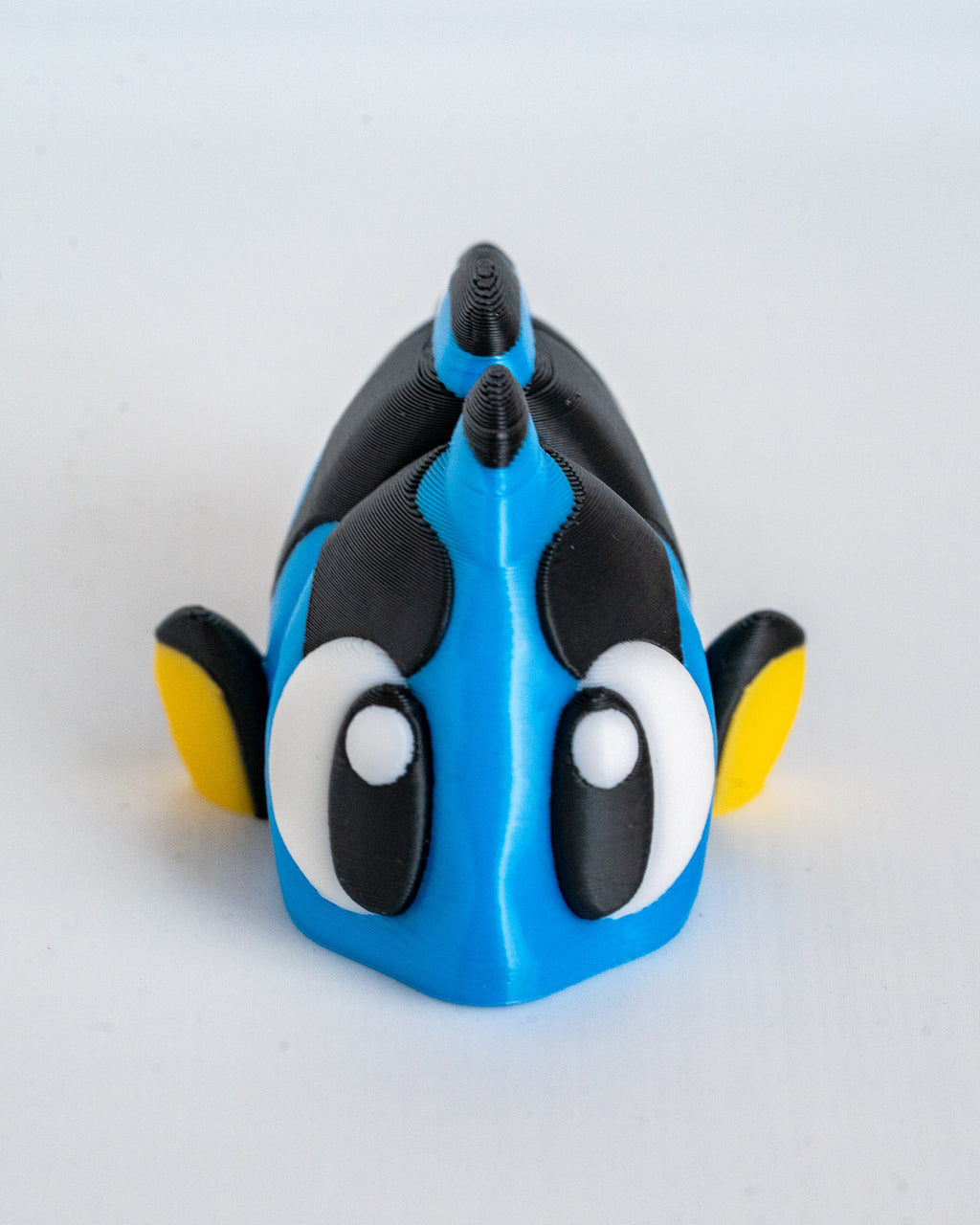 Blue tang fish viewed from front