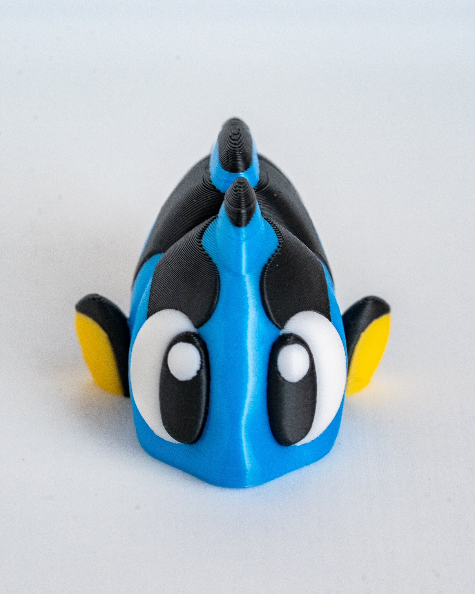 Blue tang fish viewed from front