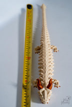 Skeleton dragon next to measuring tape for scale