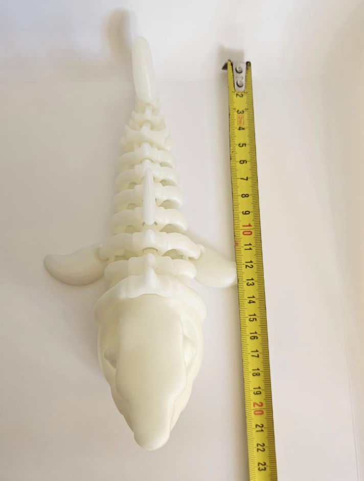 Glow in The Dark Megalodon Shark Skeleton 3D Printed Ocean Decor 20cm