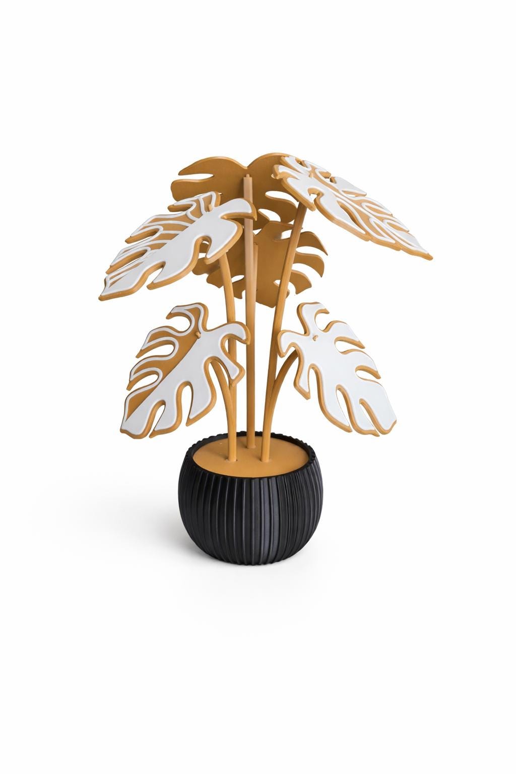 decorative monstera coaster plant in black pot